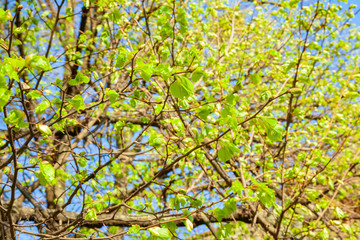 Blossoming tree branches in sunny weather day in park.
