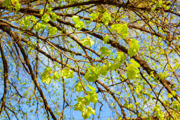 Blossoming tree branches in sunny weather day in park.