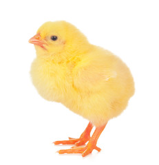 Small yellow chicken isolated on a white background.