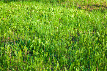 Fresh spring lawn of green grass. Texture for the background. Close-up morning scene.