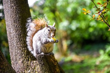Squirrel with a potato chips in hands
