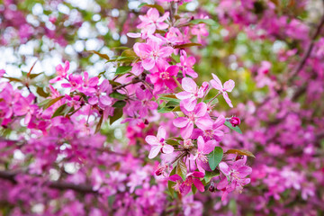 Pink early flowers. Spring blooming of apple fruit trees in the garden and blue sky background.