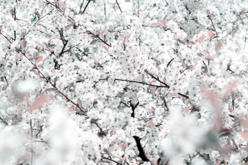 Cherry flowers blossom tree, dreamy light background. Soft focus. Greeting gift card template. Pastel toned image.Spring delicate nature. Copy space