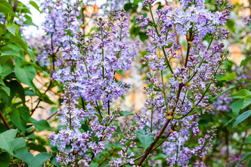 A branch of violet lilac flowers with green leaves on the bushes in the morning garden.