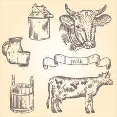 Vector illustration of cows,  milk canister, jug,  cup in the style of engraving.