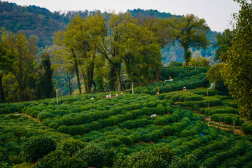 tea mountain