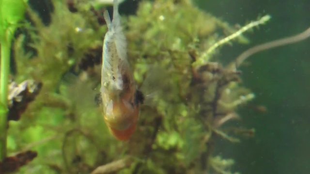 Dreistachliger Stichling  (Gasterosteus aculeatus)
