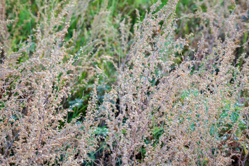 A branch of dry wormwood grass in the field. Autumn bush dried Artemisia absinthium grass.