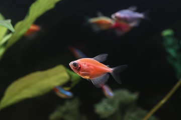 Beautiful fish in aquarium