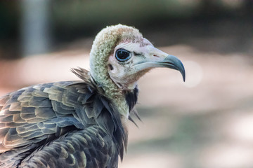 hooded vulture (Necrosyrtes monachus) portrait looking to the right