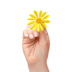 hand holding a daisy