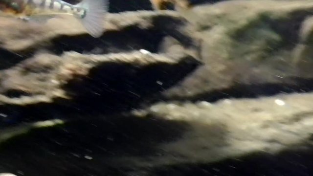 Dreistachliger Stichling  (Gasterosteus aculeatus)