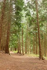 Tall Green Pine Trees along a Path in a Forest