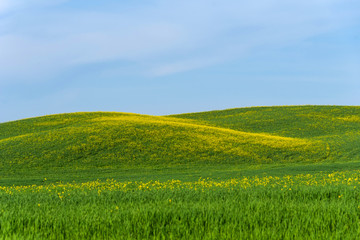 Fototapeta premium Beautiful farmland rural landscape, colorful spring flowers in Tuscany, Italy.