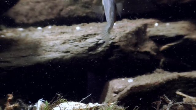 Dreistachliger Stichling, &nbsp;Three-spined stickleback, Gasterosteus aculeatus