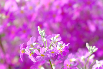 Obraz na płótnie Canvas primrose flower closeup
