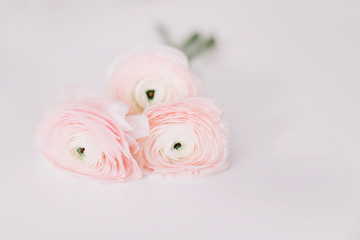 Pink ranunculus on white background. Romantic background for wedding invitations. Floral composition. Flatlay, copy space. 
