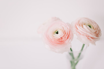 Pink ranunculus on white background. Romantic background for wedding invitations. Floral composition. Flatlay, copy space. 