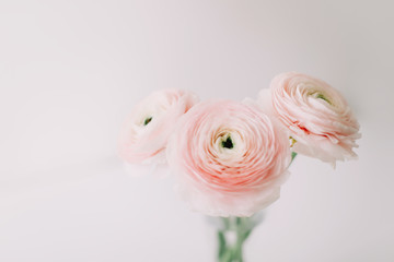 Pink ranunculus on white background. Romantic background for wedding invitations. Floral composition. Flatlay, copy space. 