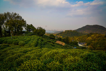 Fototapeta na wymiar tea mountain