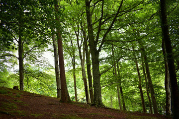 light through the trees