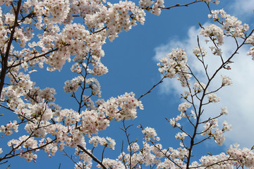 Cherry trees (Japan)