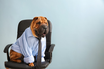 Cute funny dog dressed as businessman sitting on chair
