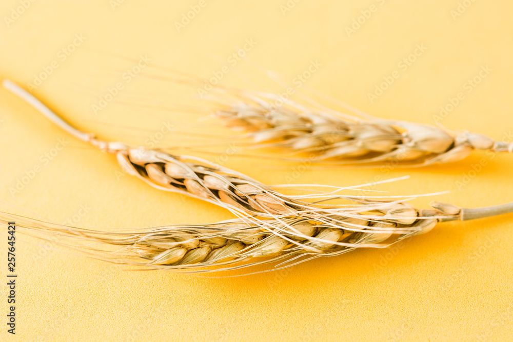 Wall mural wheat ears on yellow background