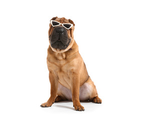 Cute funny dog with sunglasses on white background