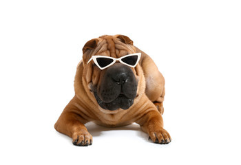 Cute funny dog with sunglasses on white background