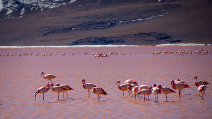 Flamingos in red lagoon in Bolivia