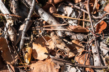 Blue Winged Grasshopper in Summer