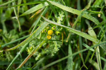 Common Groundsel Flowers in Springtime