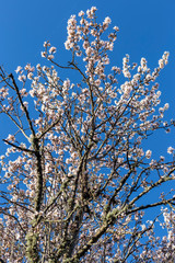 Almendro en flor en Cadalso de los Vidrios. Madrid . España. Europa.