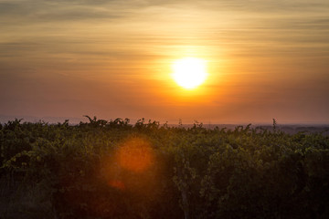 Baden-Baden_Rebland_Weinreben_05