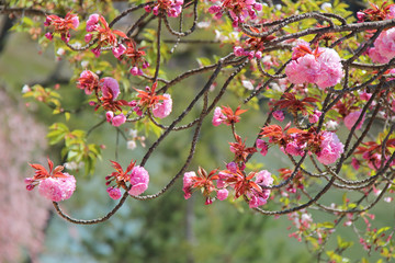 Cherry trees (Japan)