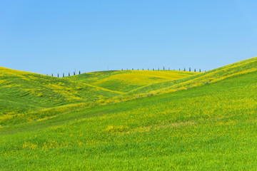 Beautiful farmland rural landscape, colorful spring flowers in Tuscany, Italy.
