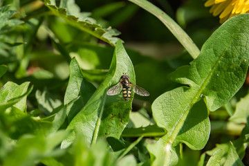 Hoverfly on Leaf in Springtime