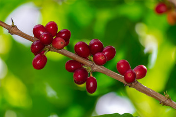 Red ripe coffee beans (Coffea arabica) in a branch with green vegetation background