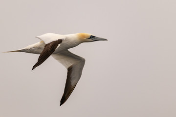 Gannet in the air