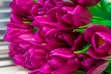 Bunch of bright pink tulips with green leaves, macro