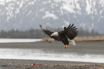 Adult North America Bald Eagle in Kachemak Bay, Alaska