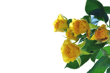 Yellow roses on a white background 