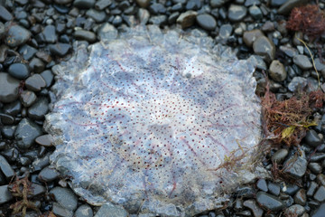 Qualle angespült am Strand