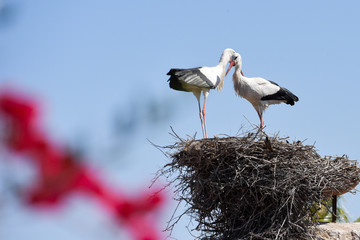 Störche, Storch, Baby, Nest, Liebe