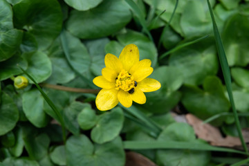 Lesser Celandine Flower in Bloom in Winter