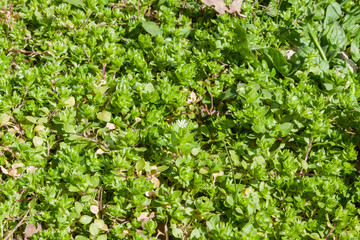 background of green leaves