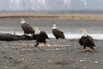 Adult North America Bald Eagle in Kachemak Bay, Alaska
