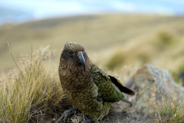 Wilder Kea Papagei in den Bergen in Neuseeland
