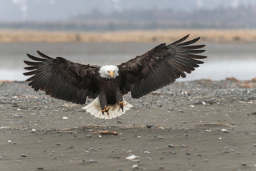 Adult North America Bald Eagle in Kachemak Bay, Alaska